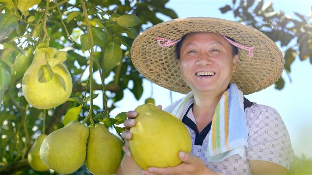 梅县金柚
